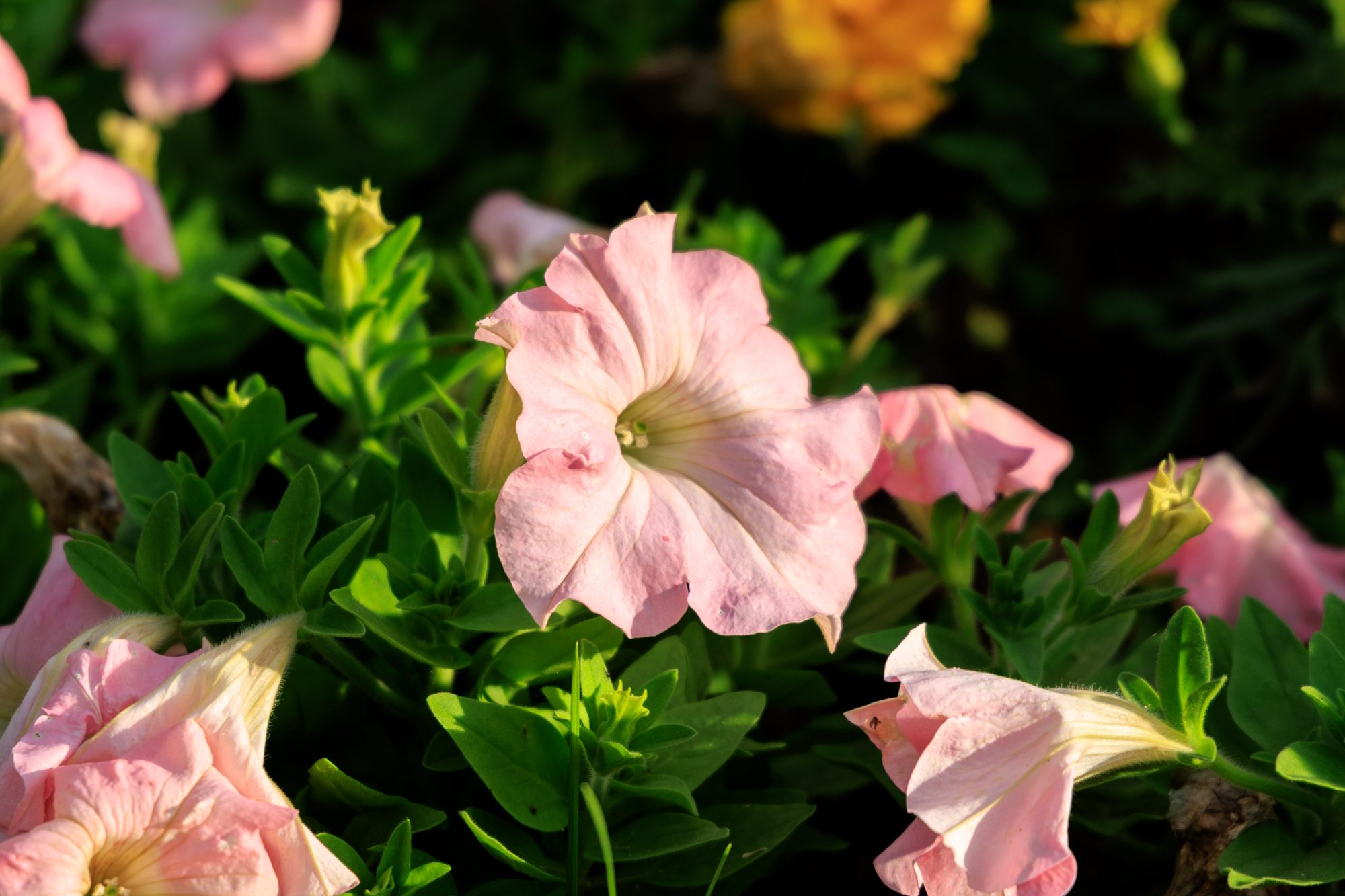 矮牽牛花 圖/台北市政府